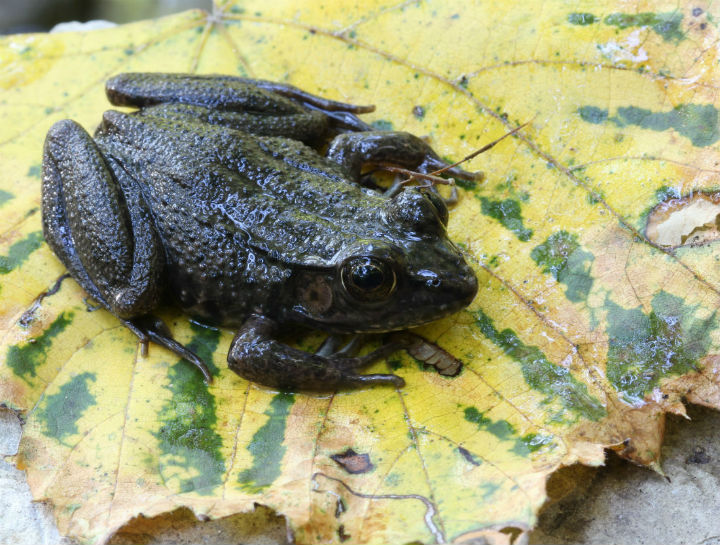 Green Frog